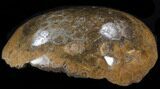 Polished Fossil Coral Head - Morocco #35359-2